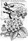 Woodware Craft Collection Woodware Clear Singles Hydrangea 4 in x 6 in Stamp